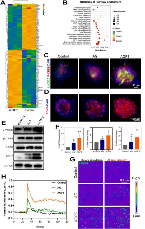 Figure 4 From Advances In Conductive Hydrogel For Spinal Cord Injury Repair And Regeneration