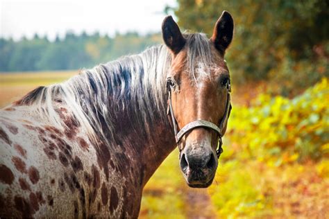 10 Blue Roan Horse Breeds - Helpful Horse Hints