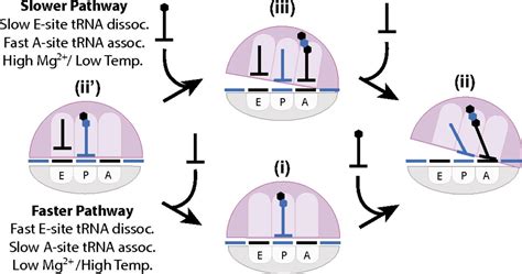 Three Trnas On The Ribosome Slow Translation Elongation Pnas