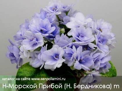 Фиалки на подоконнике | МорскойПрибойН7 | Фиалки, Сенполия, Орхидеи