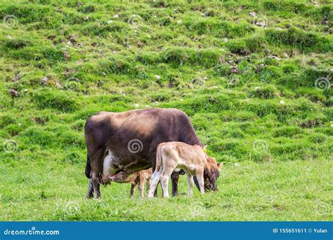 Neuborn Calf Nursing Milk from a Mother Cow Stock Image - Image of ...