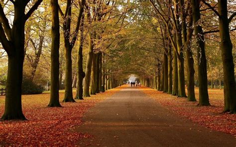 Autumn Avenue Wallpapers - Wallpaper Cave