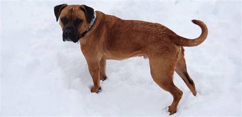 American Bandogge Mastiff - Dog Breed Guide