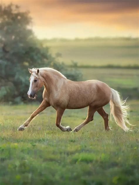 Palomino Horse Names - Best Horse Rider