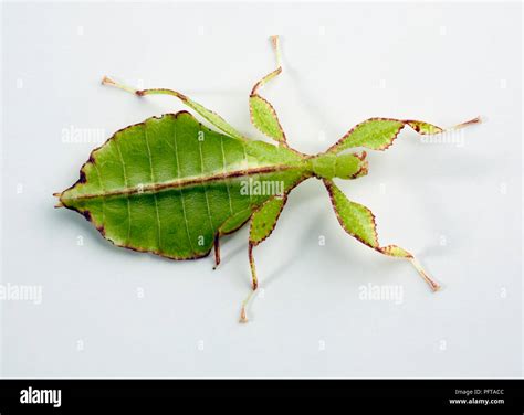 Leaf Insect, Walking Leaves (Phylliidae Stock Photo - Alamy