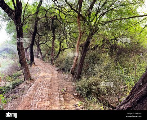 walking trail   forest stock photo alamy