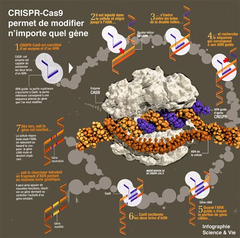 CRISPR Cas9 une technique d édition génétique découverte