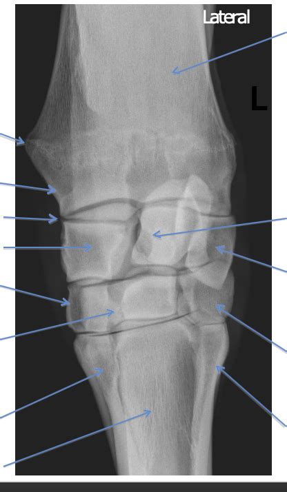 Radio II Final Equine Carpus Diagram Quizlet