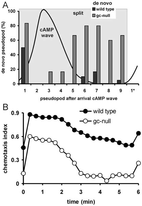 A, pseudopod formation during a natural wave. The cAMP wave was ...