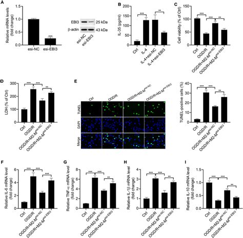 The Protective Effect Of M2 Macrophages Against OGD R Induced Cell