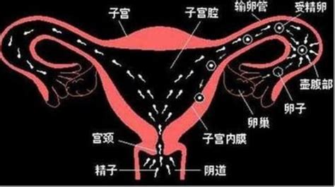 婦女節了解女性：子宮——孕育生命的地方，你知道多少？ 壹讀