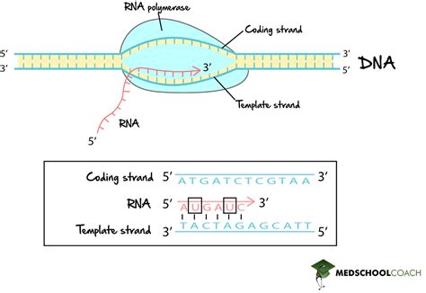 Rna Transcription Steps