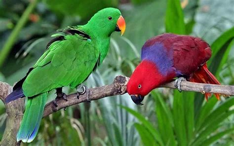 Burung Nuri Habitat Ciri Jenis Keunikan Dan Makanan