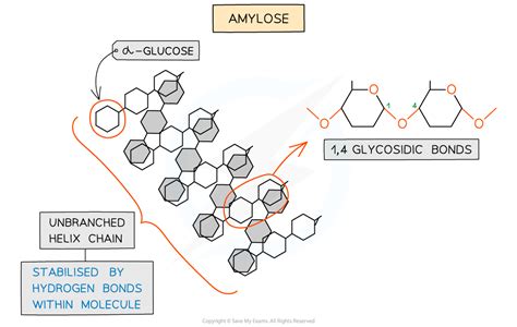 CIE A Level Biology复习笔记2 2 5 Starch Glycogen 翰林国际教育