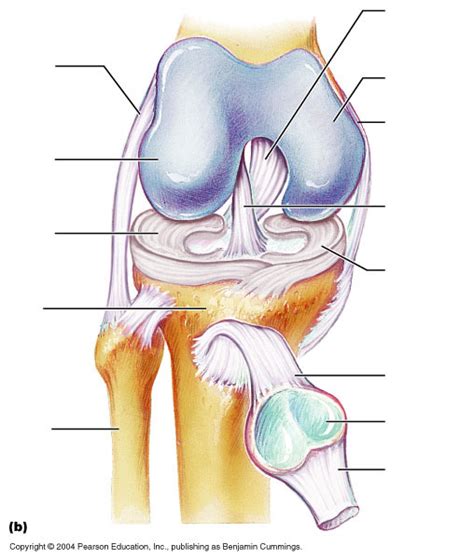 Knee Joint Diagram Quizlet