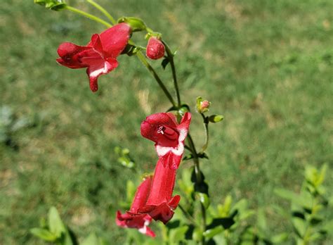 Hummingbird friendly plants – Eco Blossom Nursery