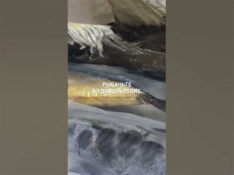 Скумбрия ХК и вяленый ёрш для Андрея. - YouTube