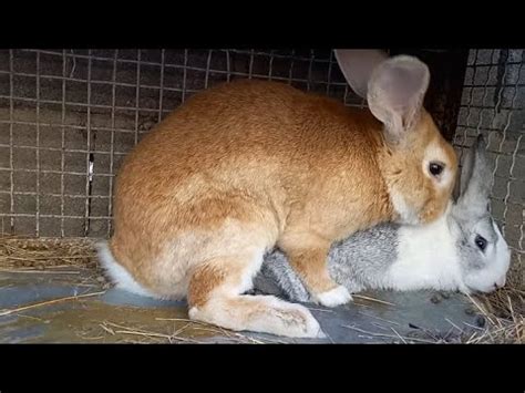 Mating Rabbits How Rabbits Mate Rabbit Rabbits Rabbitfarming