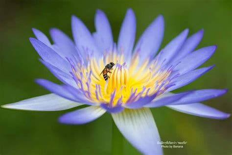 A Bee Sitting On Top Of A Blue Flower