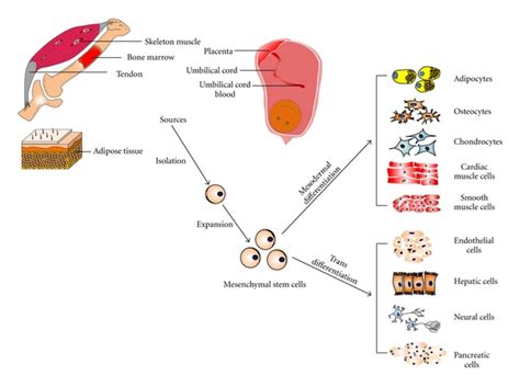 Multipotent Differentiation Of Mesenchymal Stem Cells From Different