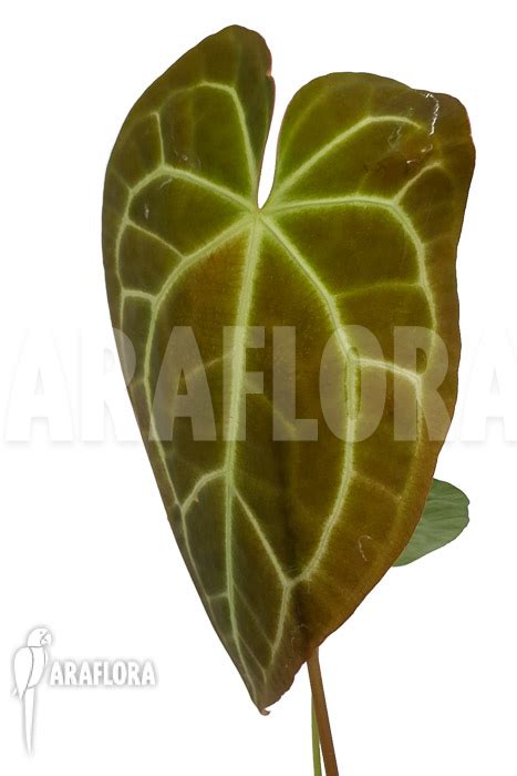 Araflora Exotic Flora And More Anthurium Regale X Magnificum