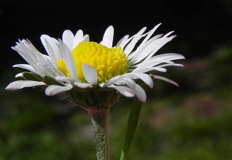 Bakgrundsbilder Natur Kronblad Makro Botanik Flora Vild Blomma