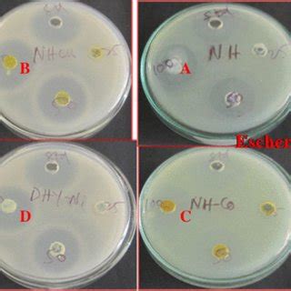 Zone Of Inhibition Areas Against Bacillus And Escherichia Coli A Nhmnc