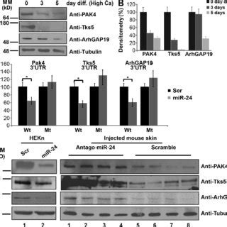 Mir Changes The Phosphorylation State Of Actin Cytoskeletal