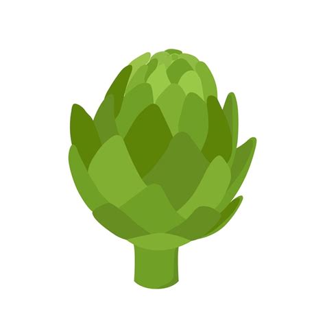 Premium Vector Vector Healthy Artichoke