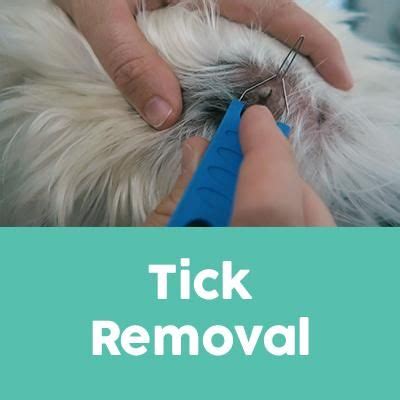 Tick Removal Service | Tick removal, Ticks, Removal services