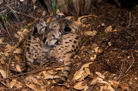 The Life And Times Of Pumas Sempervirens Fund