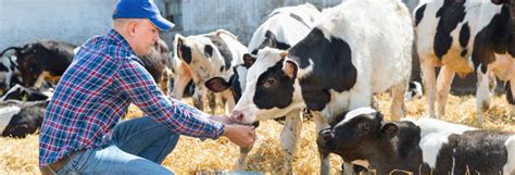 Lalimentation Adaptée Pour Les Ruminants Et Les Bovins