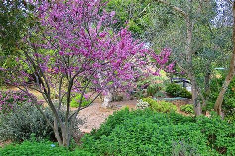 Western Redbud Cercis Occidentalis