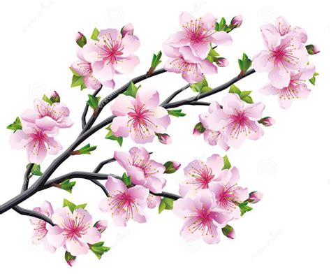 Cherry Blossom Drawing Japanese Tree Cherry Blossom