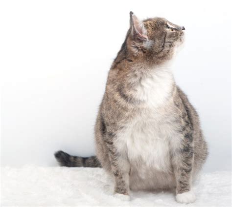 Essential Guide: How Old Can a Cat Be to Start Pregnancy? - Hunter Games Magazine