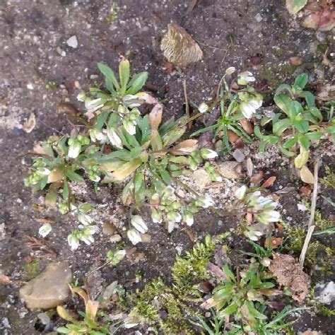 Vår Gæslingeblomst Observation Nb 3288673 Naturbasen