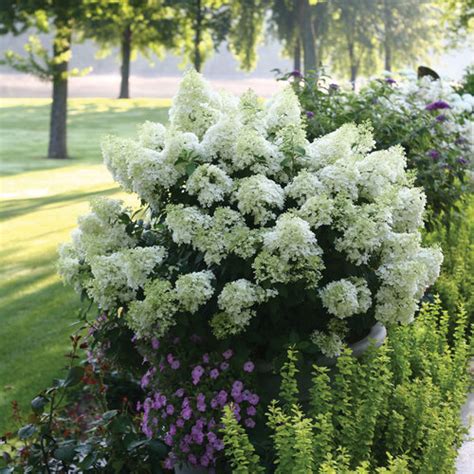 Bobo® - Panicle Hydrangea - Hydrangea paniculata | Proven Winners