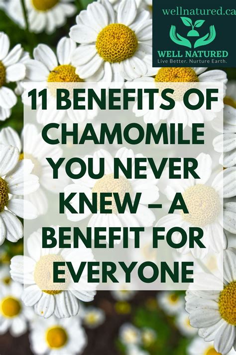 Benefits Of Chamomile You Never Knew A Benefit For Everyone