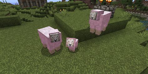 The Baby Pink Sheep! - MassiveCraft