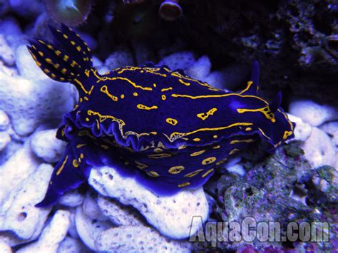saltwater aquarium sea slug page aquatic connection sea slug