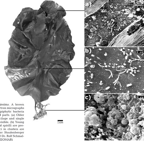 Figure 2 From Chemical Interactions Between Marine Macroalgae And