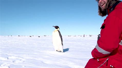 Friendly Penguin Greeting Wonderstruck