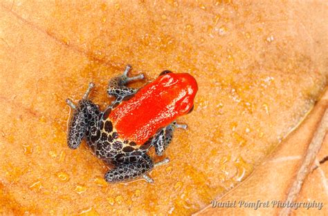 Red Backed Poison Dart Frog Ranitomeya Reticulata Daniel