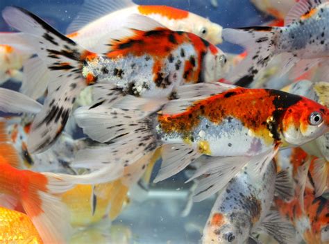 Shubunkin Goldfish, Comet Goldfish, Koi Carp Fish, Colorful Fish, Koi Pond, Red Yellow, Critter ...