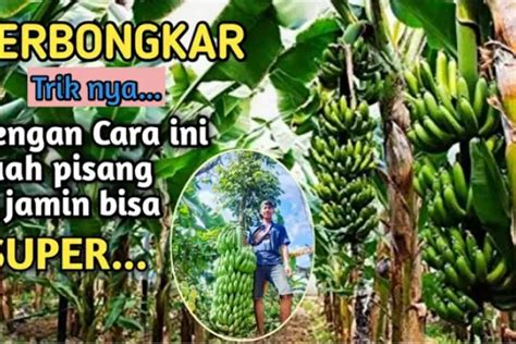 Rahasia Merawat Pohon Pisang Agar Berbuah Super Timenews