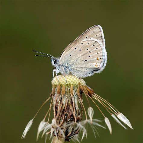 Nabokov Theory on Butterfly Evolution Is Vindicated - 3 Quarks Daily