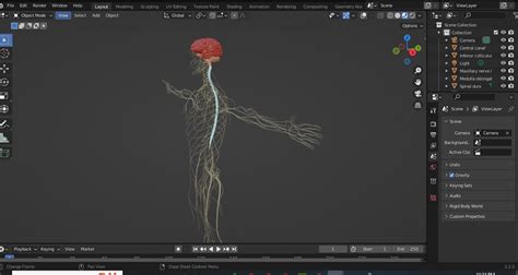 3D Model Of Male Anatomy Nervous System 3D Model - TurboSquid 2181896