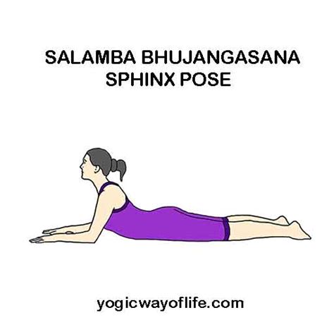 Sphinx Pose Salamba Bhujangasana