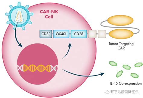 什么是CAR NK疗法 CAR NK和CAR T哪个好 CARNK治疗癌症肿瘤绽放新光芒 全球肿瘤医生网