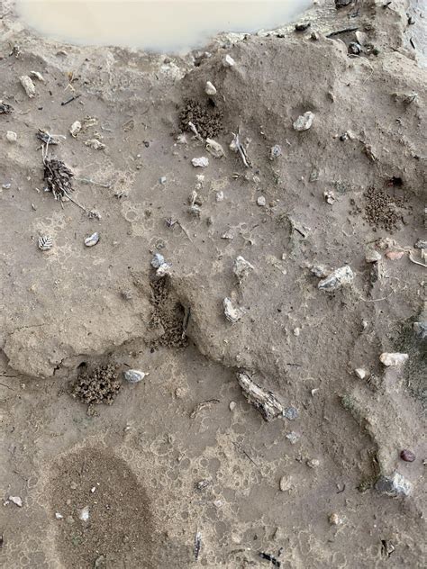 Utah Ants, Keepers, Flights, and other Resources - Page 8 - General